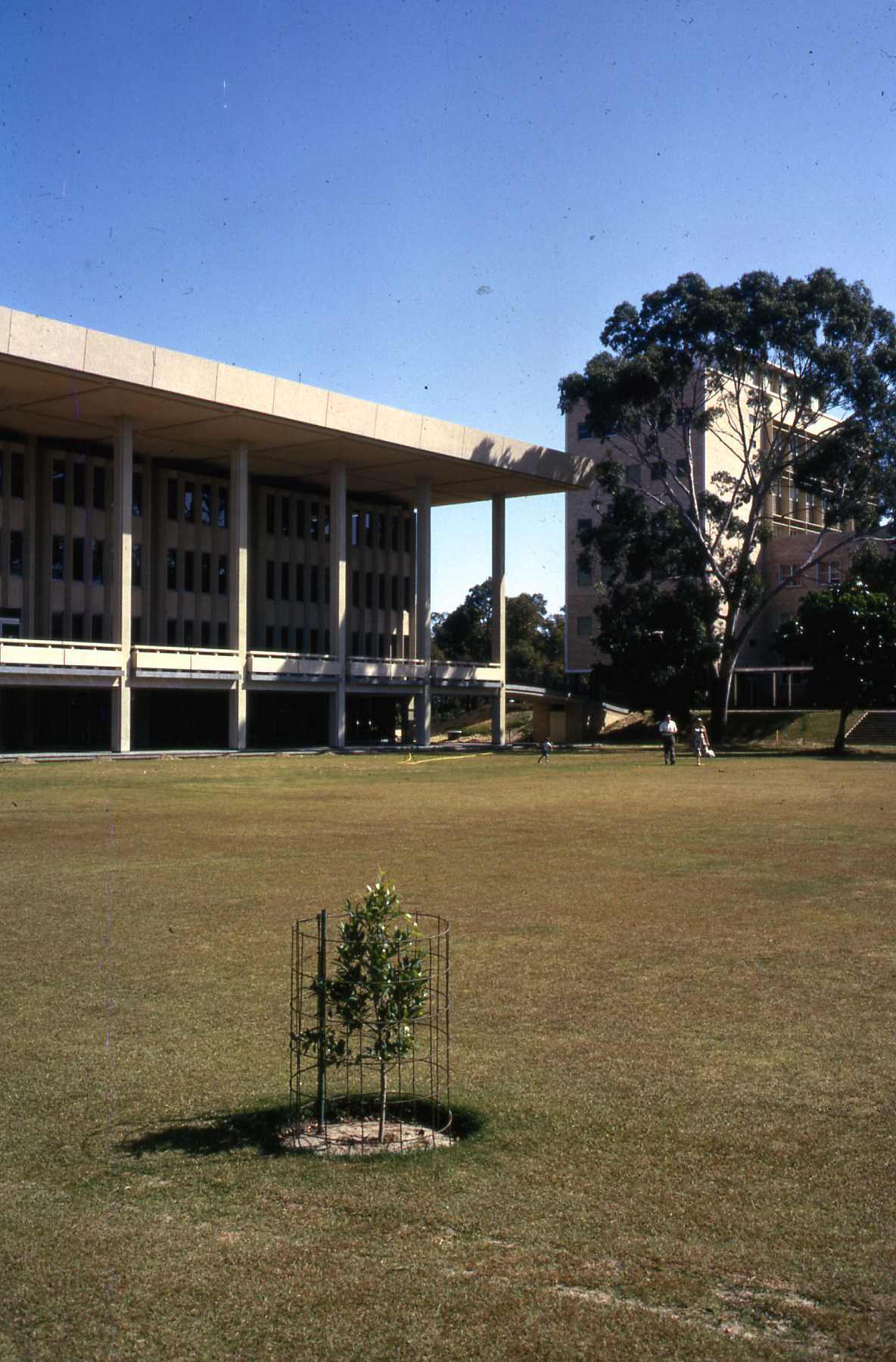 3691P - Tree planted by Queen in front of Reid Library and Physics building in background