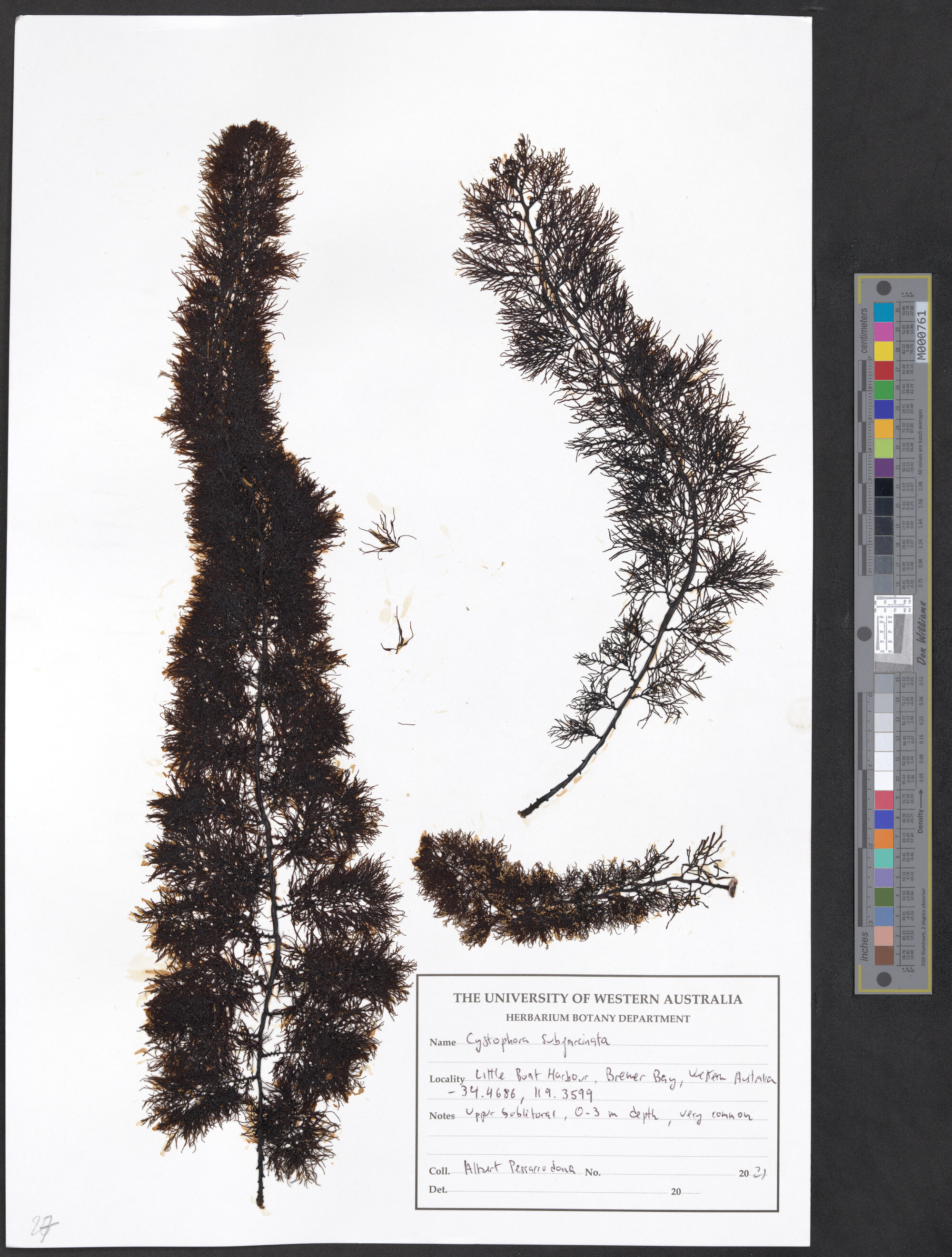 Cystophora subfarcinata