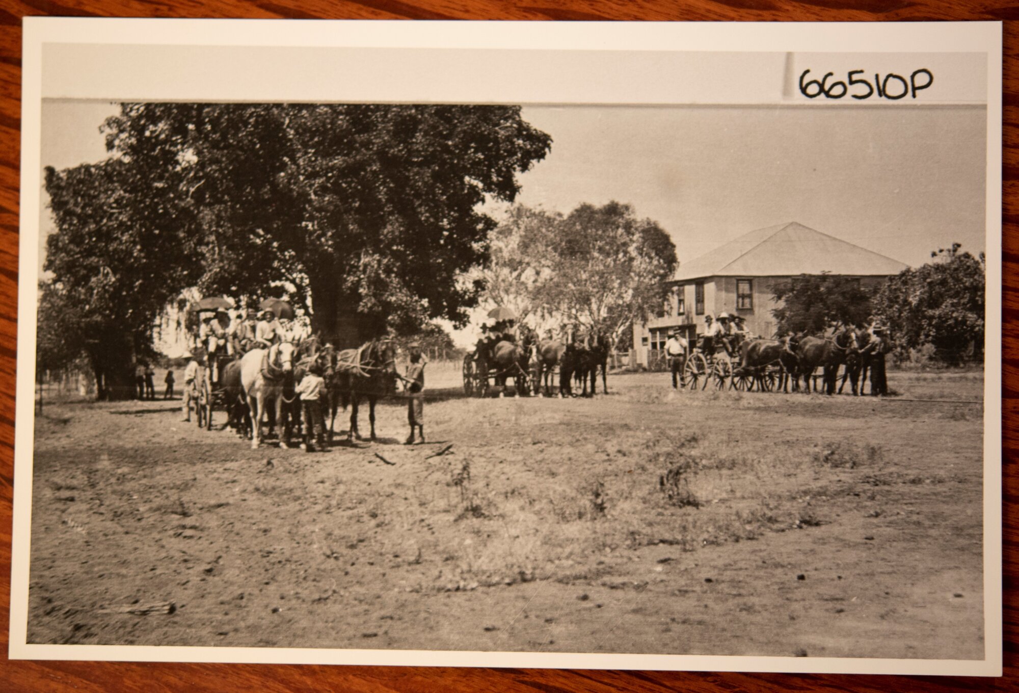 Horses outside Quan Sing &amp; Co.