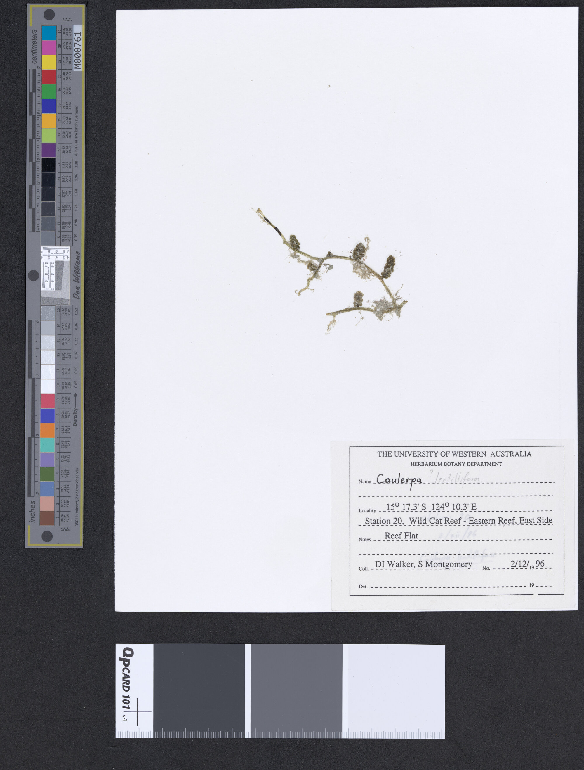 Caulerpa lentillifera (a)