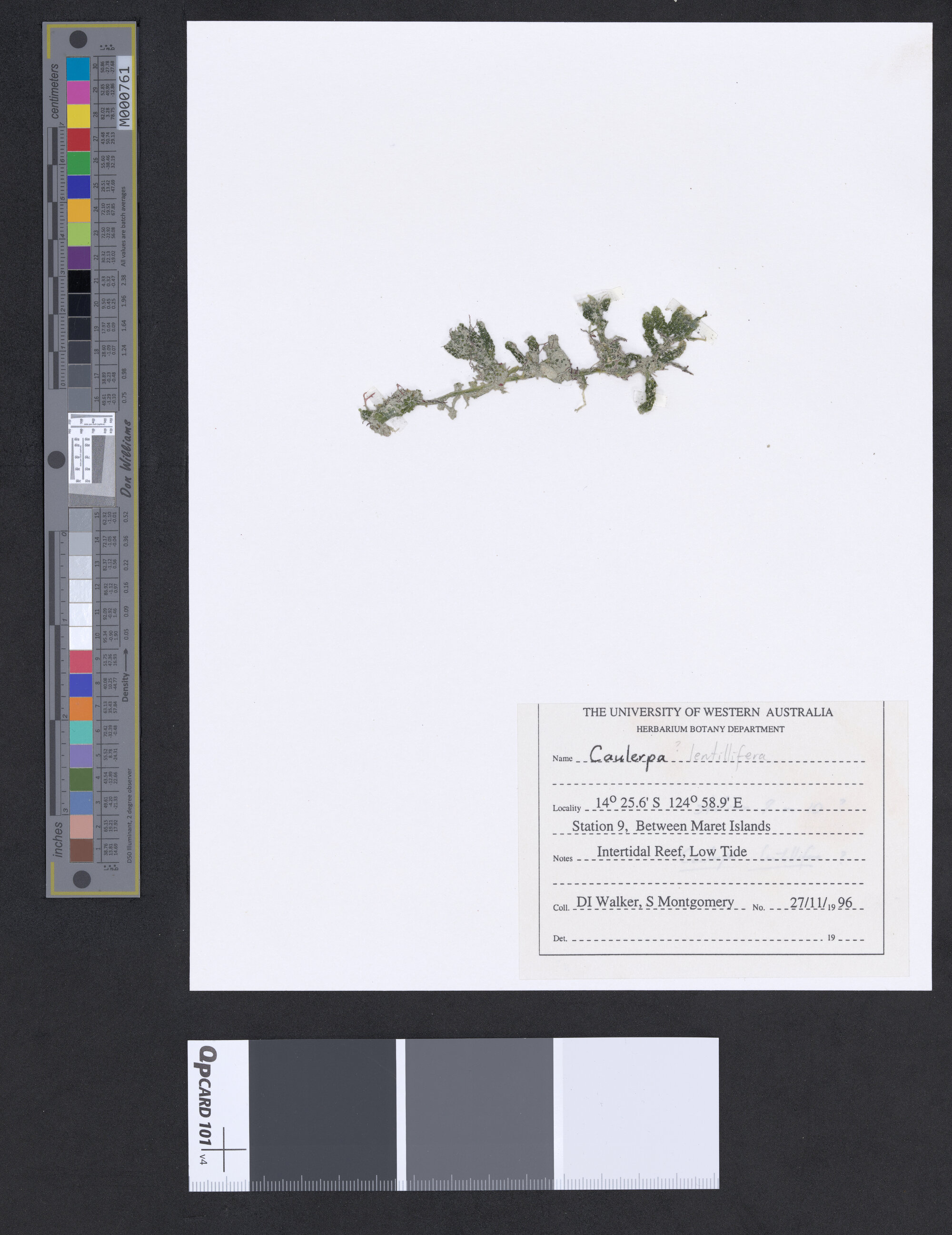 Caulerpa lentillifera (a)