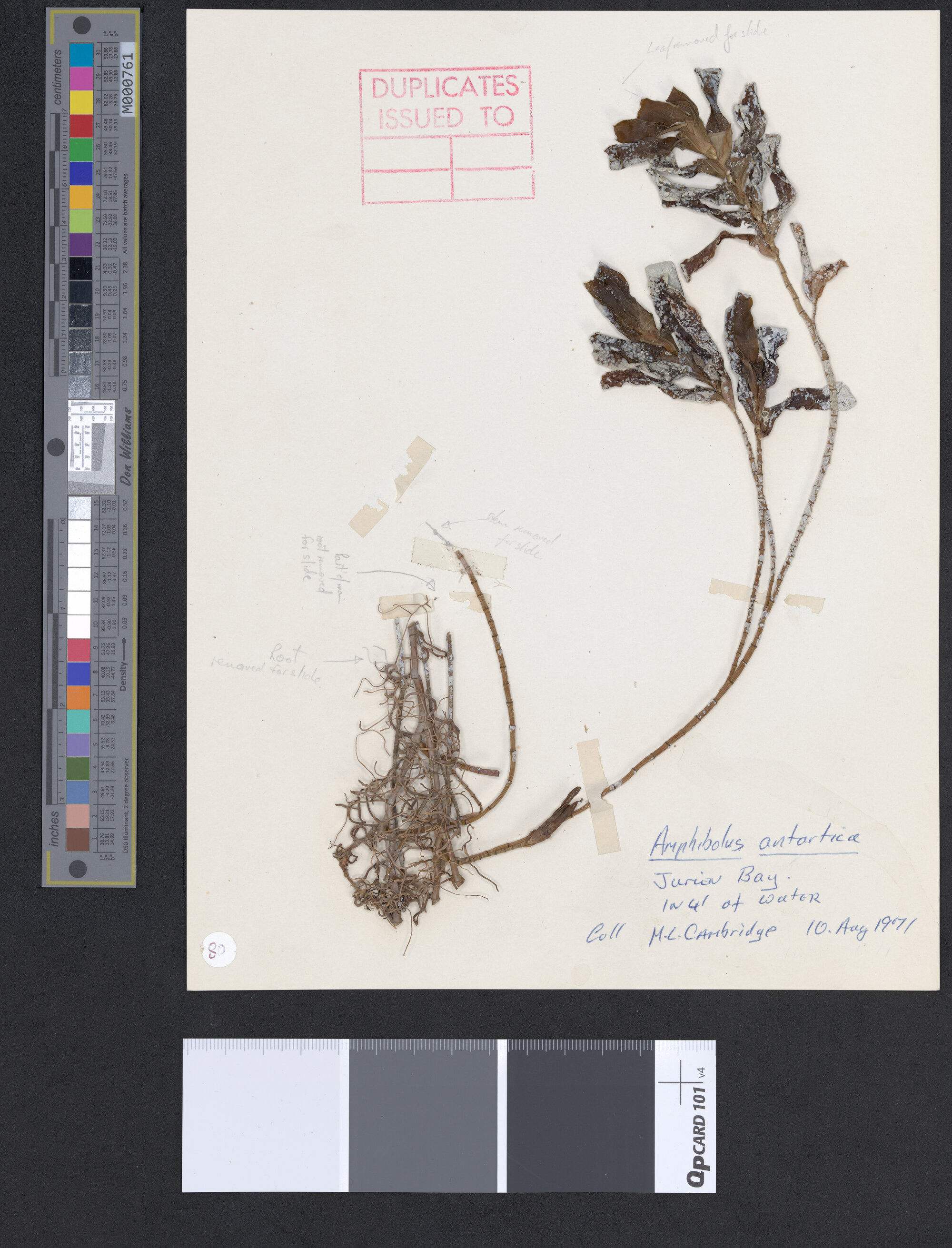 Amphibolis antarctica