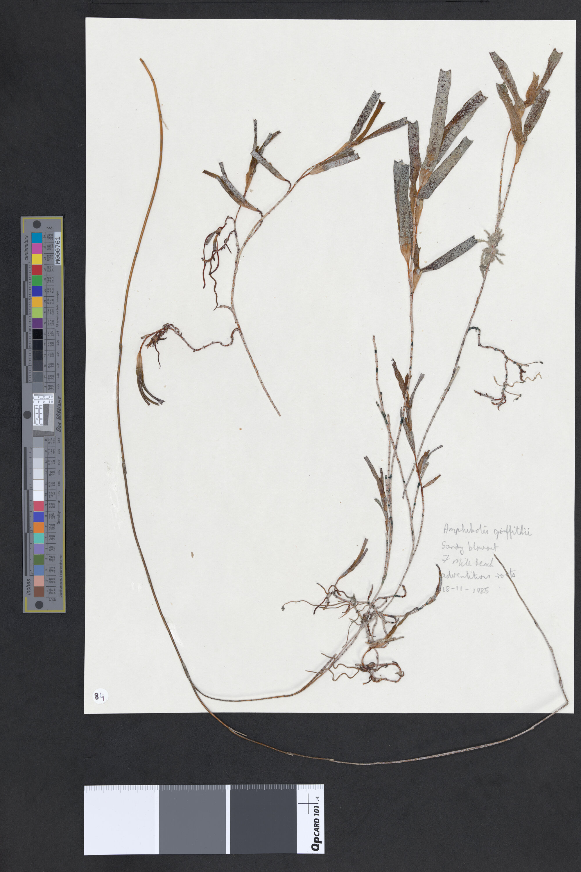 Amphibolis griffithii