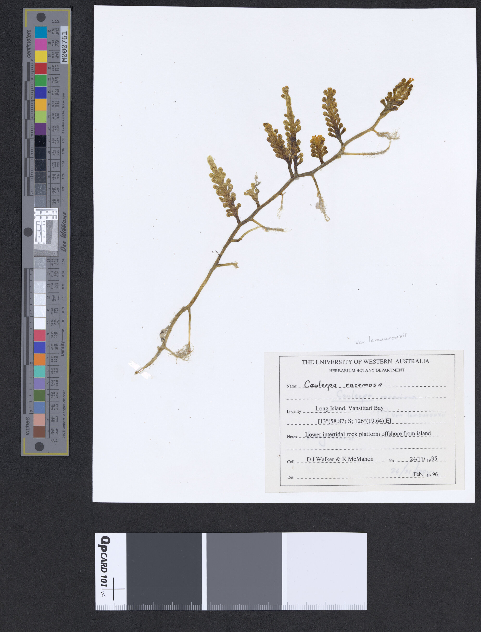 Caulerpa racemosa (a)