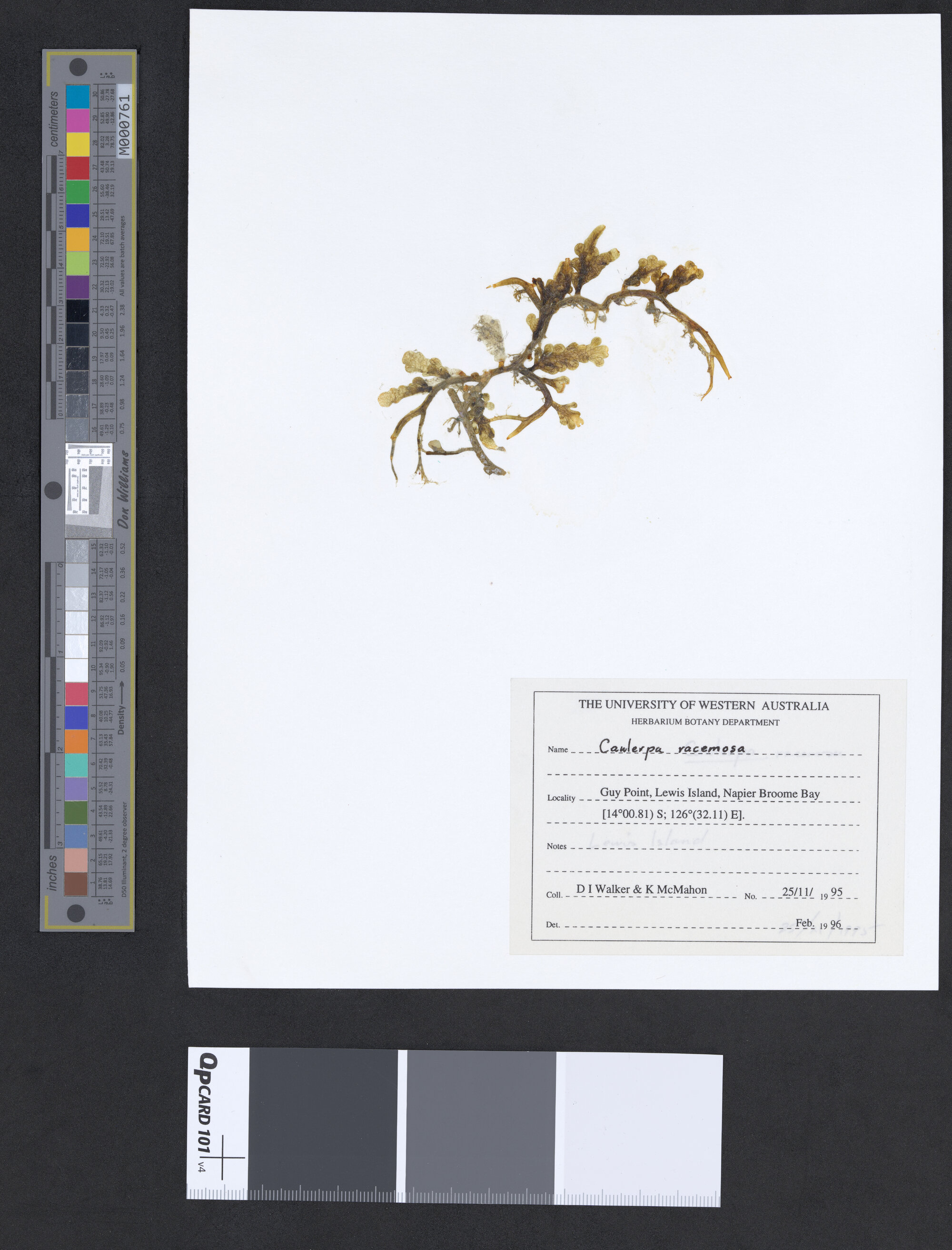 Caulerpa racemosa (a)