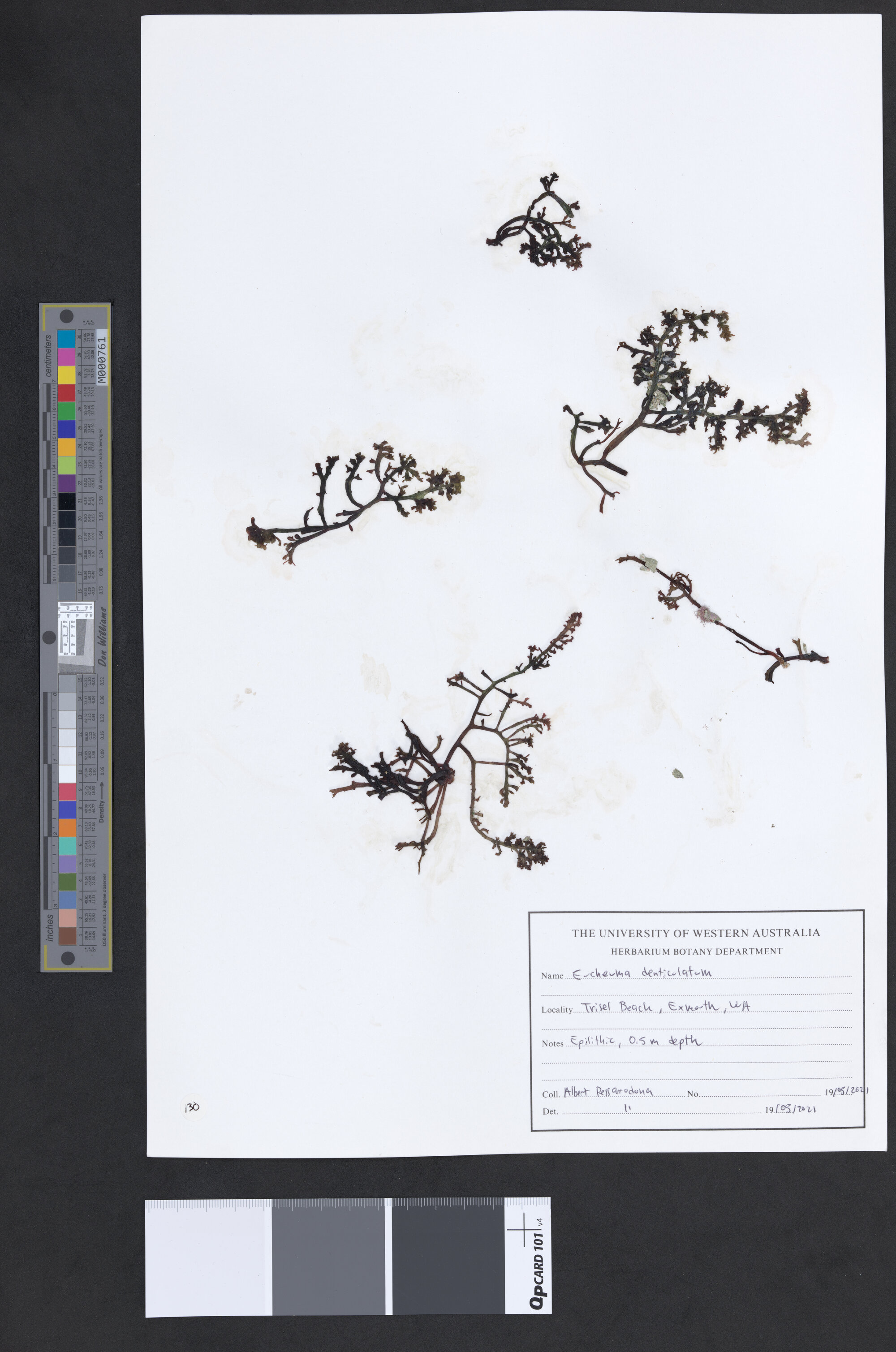 Eucheuma denticulatum
