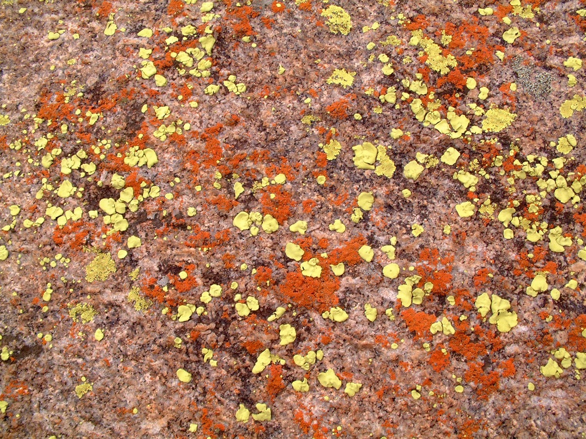 Domboshava lichen 2005.12.25.jpeg