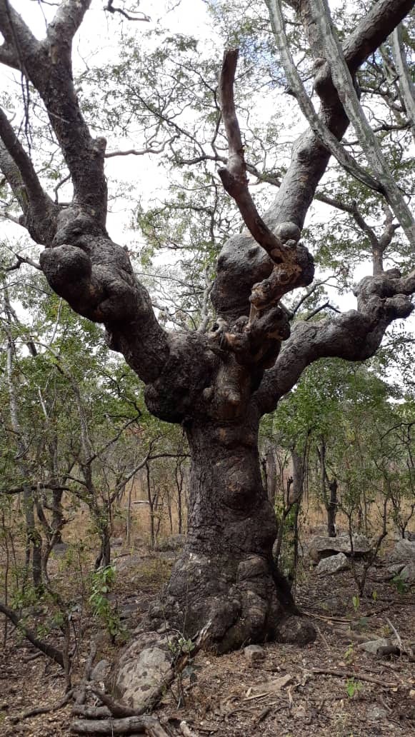 Lake Chivero NP Gate site 2018.07.22 ex Jono Waters (12).jpeg