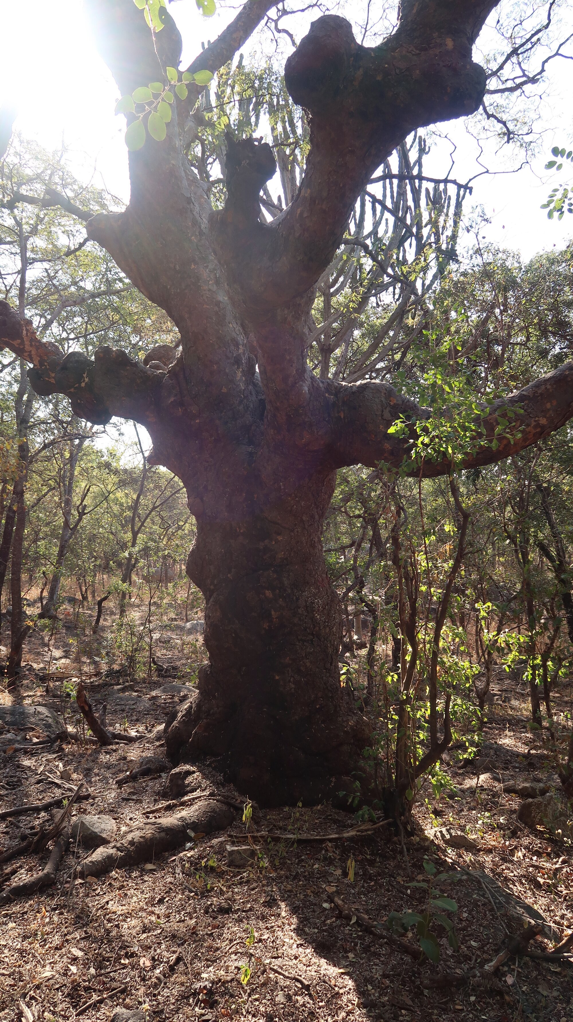 Lake Chivero NP Gate site 2018.07.31 (1).jpeg