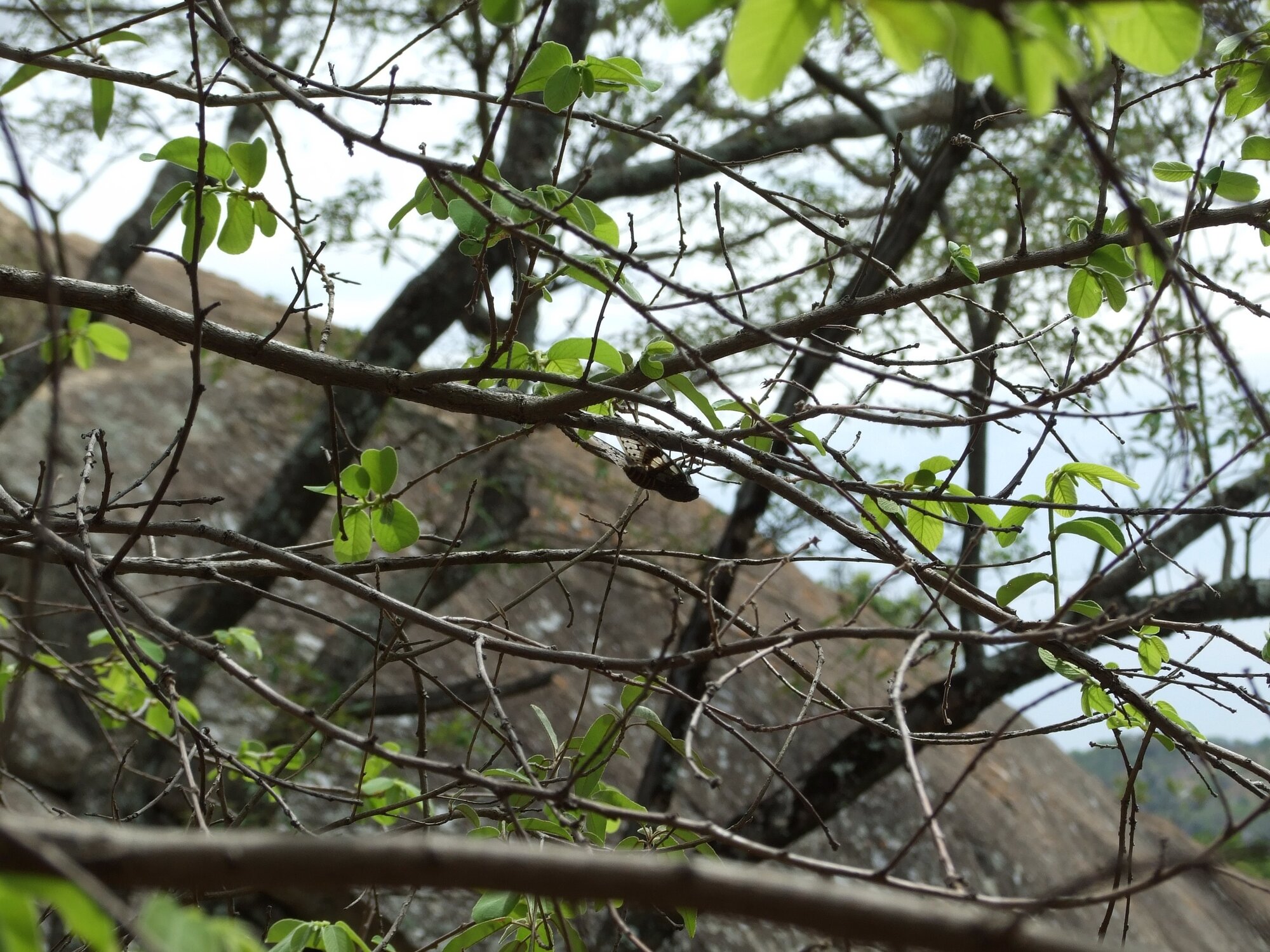 Cicada Nswatugi 2016.11.18.jpeg