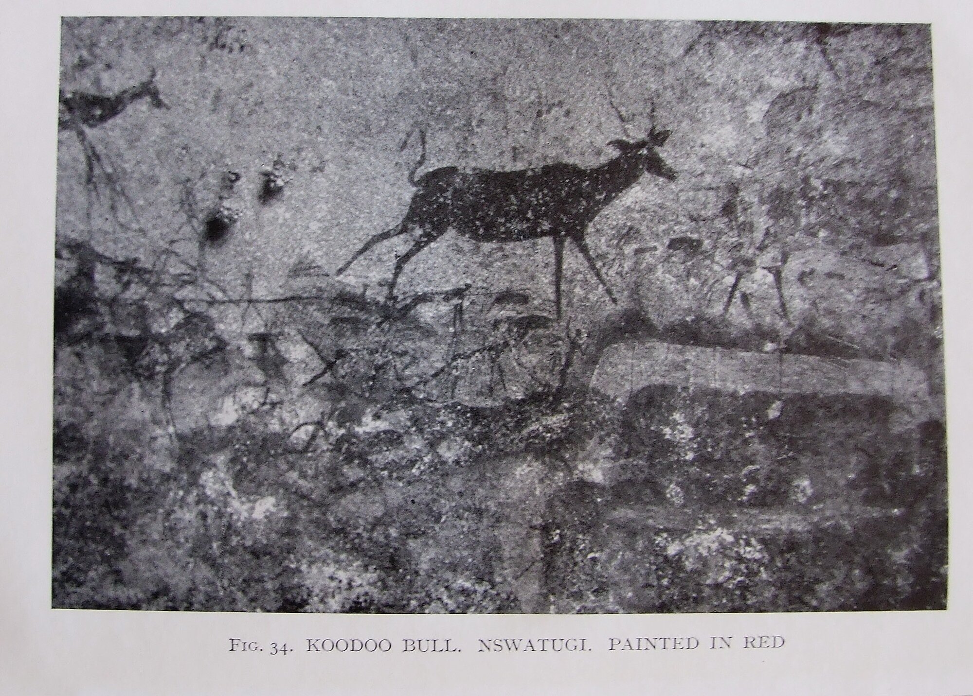 Nswatugi kudu male 1926 ex Jones book.jpeg