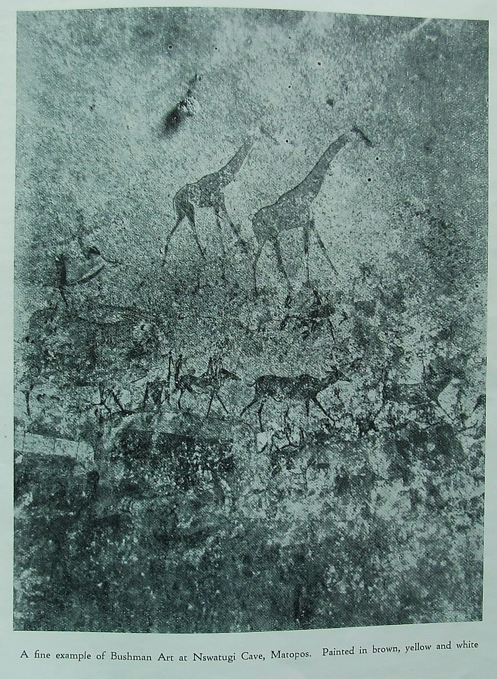 Nswatugi upper giraffe 1931.jpeg