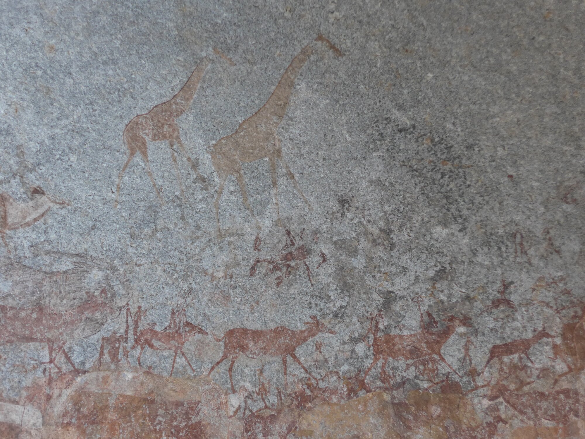 Nswatugi upper giraffe 2021.11.13 ex Jono Waters.jpeg