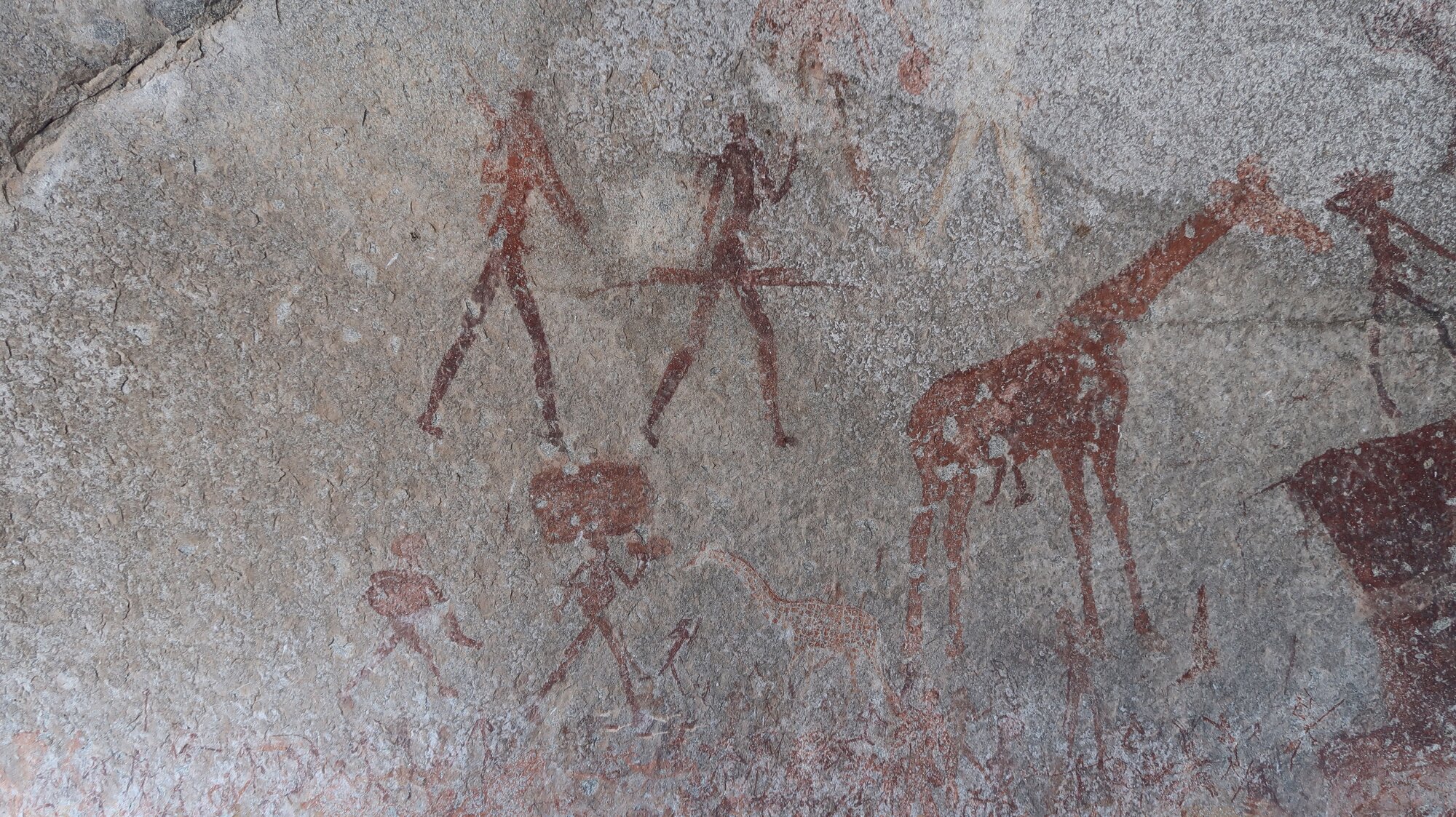 Silozwane big giraffe 2018.06.17 (1).jpeg