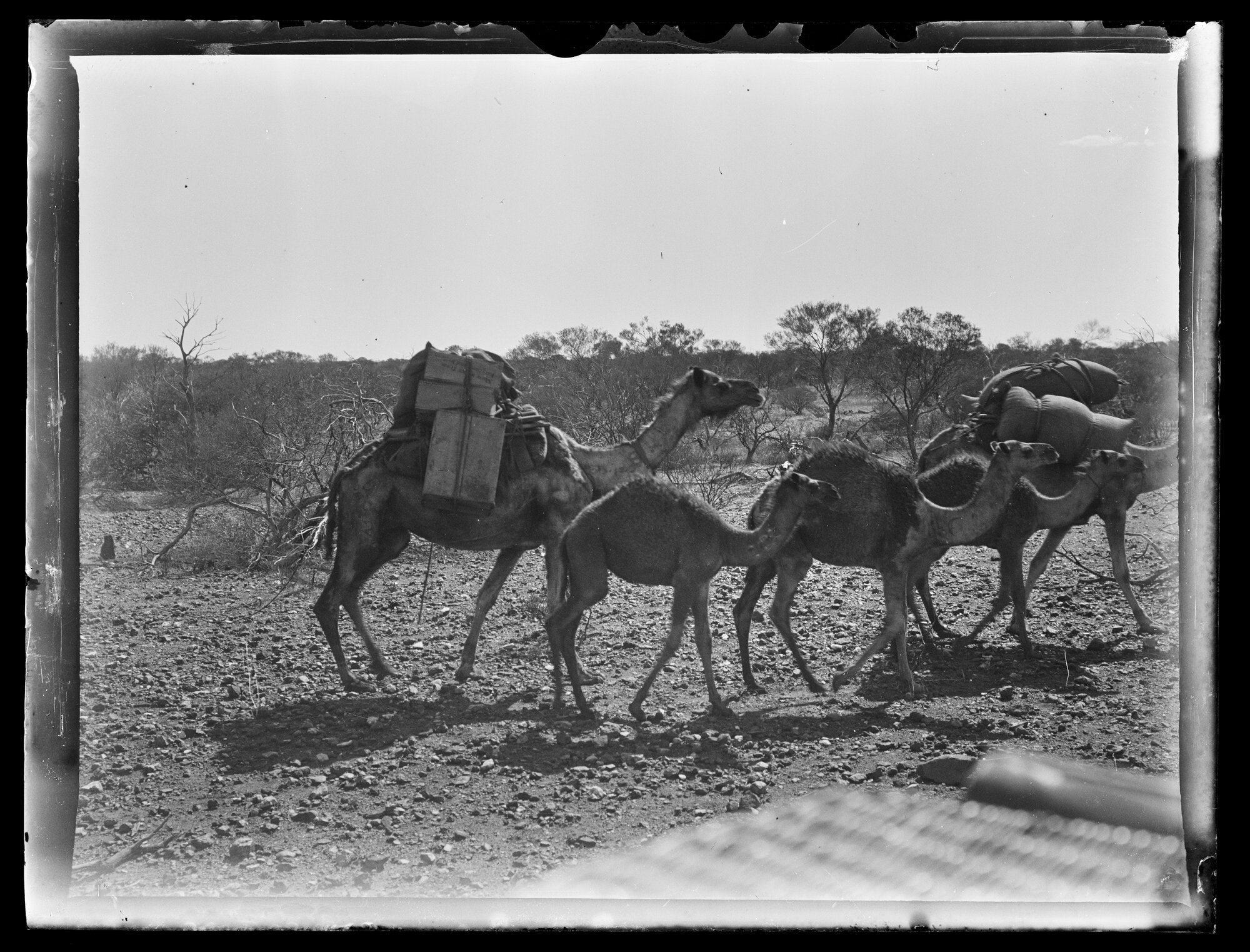 Shockley glass plate negative 01