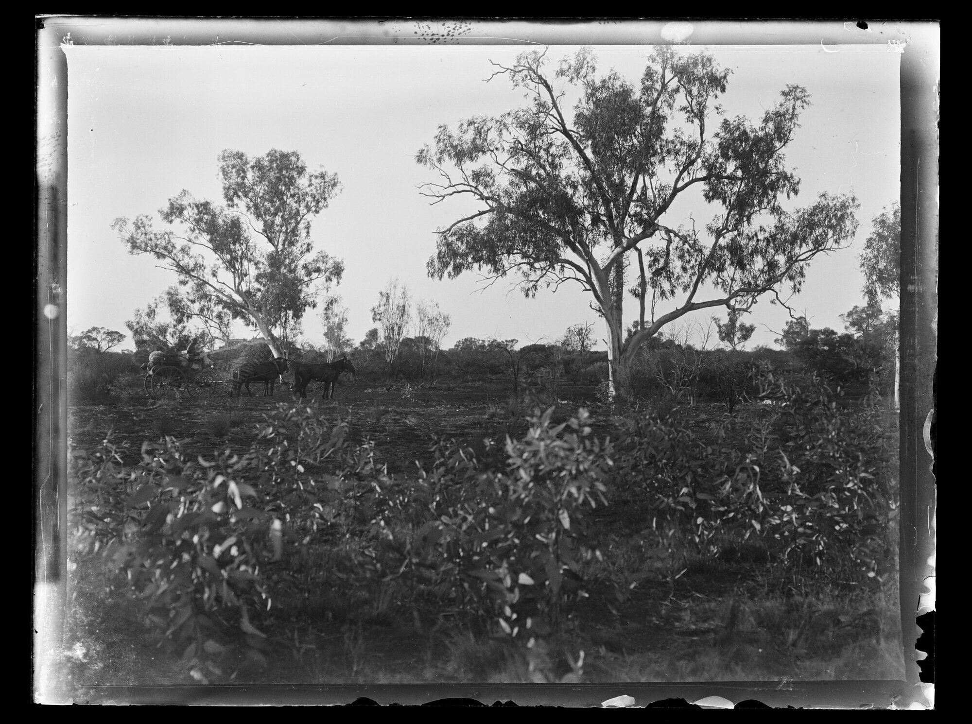 Shockley glass plate negative 06