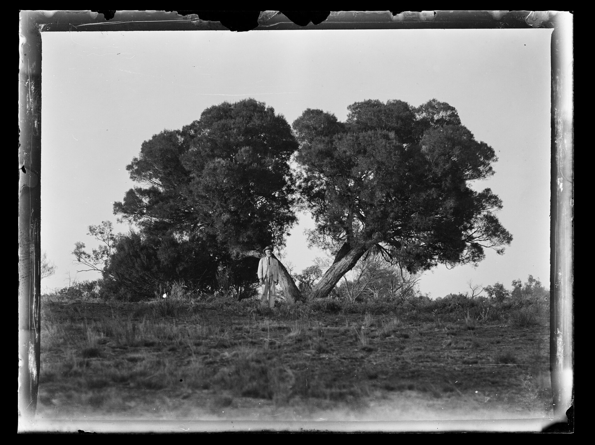 Shockley glass plate negative 12