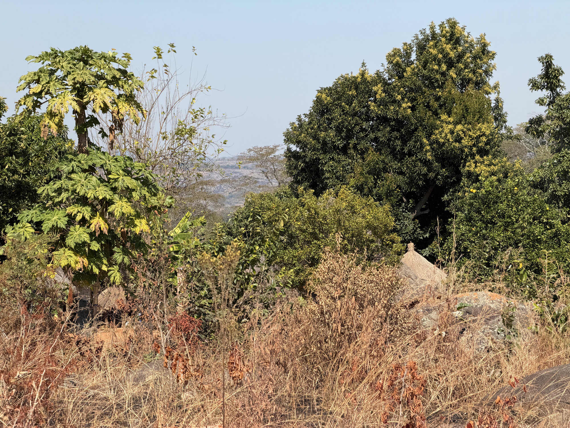 Dandabari 2026-7-22_006
