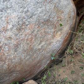 Echo Farm - 2026-7-15_007