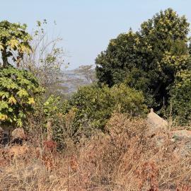 Dandabari 2026-7-22_006