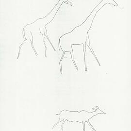 Illustrations_From_Field_Book001_0021