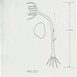 Illustrations_From_Field_Book002_0072