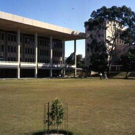 3691P - Tree planted by Queen in front of Reid Library and Physics building in background