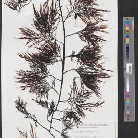 Cystophora retroflexa