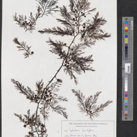 Cystohpora monilifera