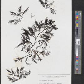 Cystophora retroflexa