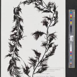 Cystophora retroflexa