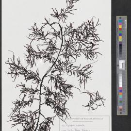 Cystophora buspidata