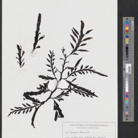 Cystophora platylobium