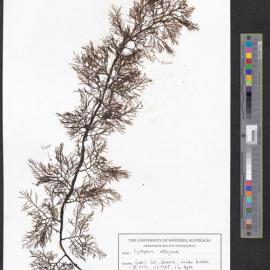 Cystophora retroflexa