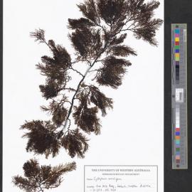 Cystophora monilifera