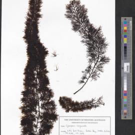 Cystophora subfarcinata