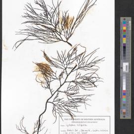 Cystophora siliquosa