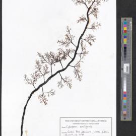 Cystophora moniliformis