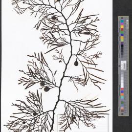 Cystophora grevillei