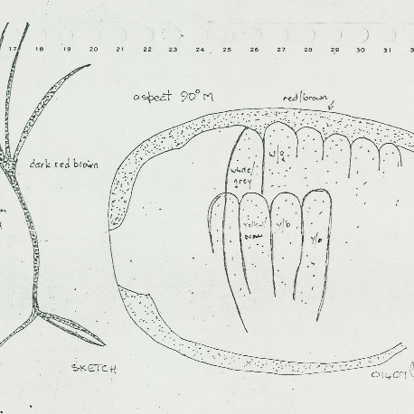 2028 A4 088 (Honeycomb and Tree)