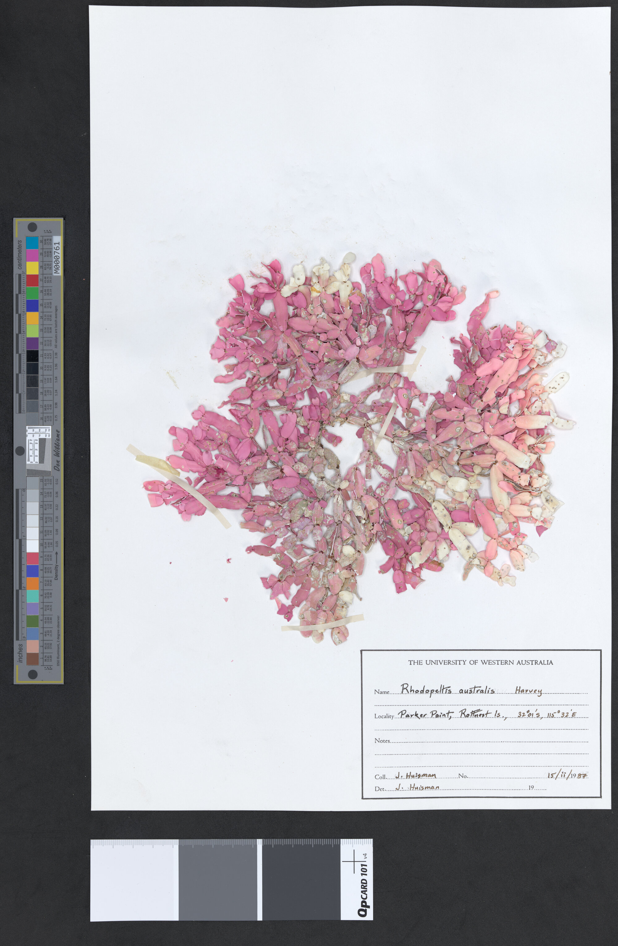 Rhodopeltis australis