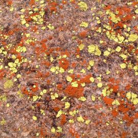 Domboshava lichen 2005.12.25.jpeg