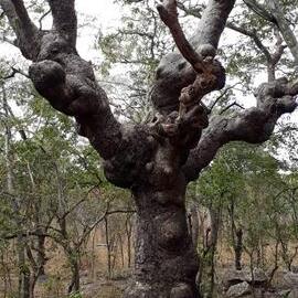 Lake Chivero NP Gate site 2018.07.22 ex Jono Waters (12).jpeg
