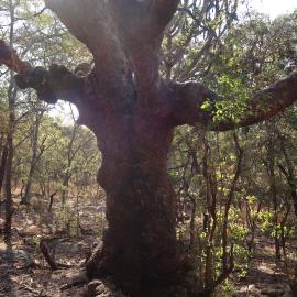 Lake Chivero NP Gate site 2018.07.31 (1).jpeg