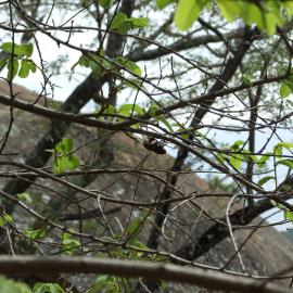 Cicada Nswatugi 2016.11.18.jpeg