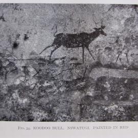 Nswatugi kudu male 1926 ex Jones book.jpeg