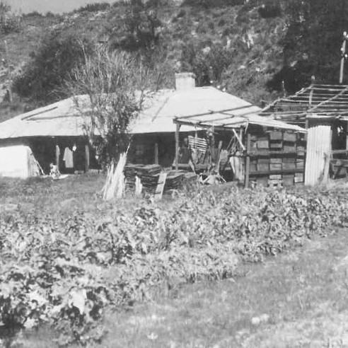 Chinese Market Gardens in South Perth
