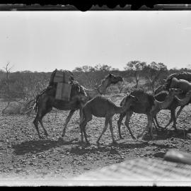 Shockley glass plate negative 01