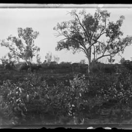 Shockley glass plate negative 06