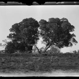 Shockley glass plate negative 12